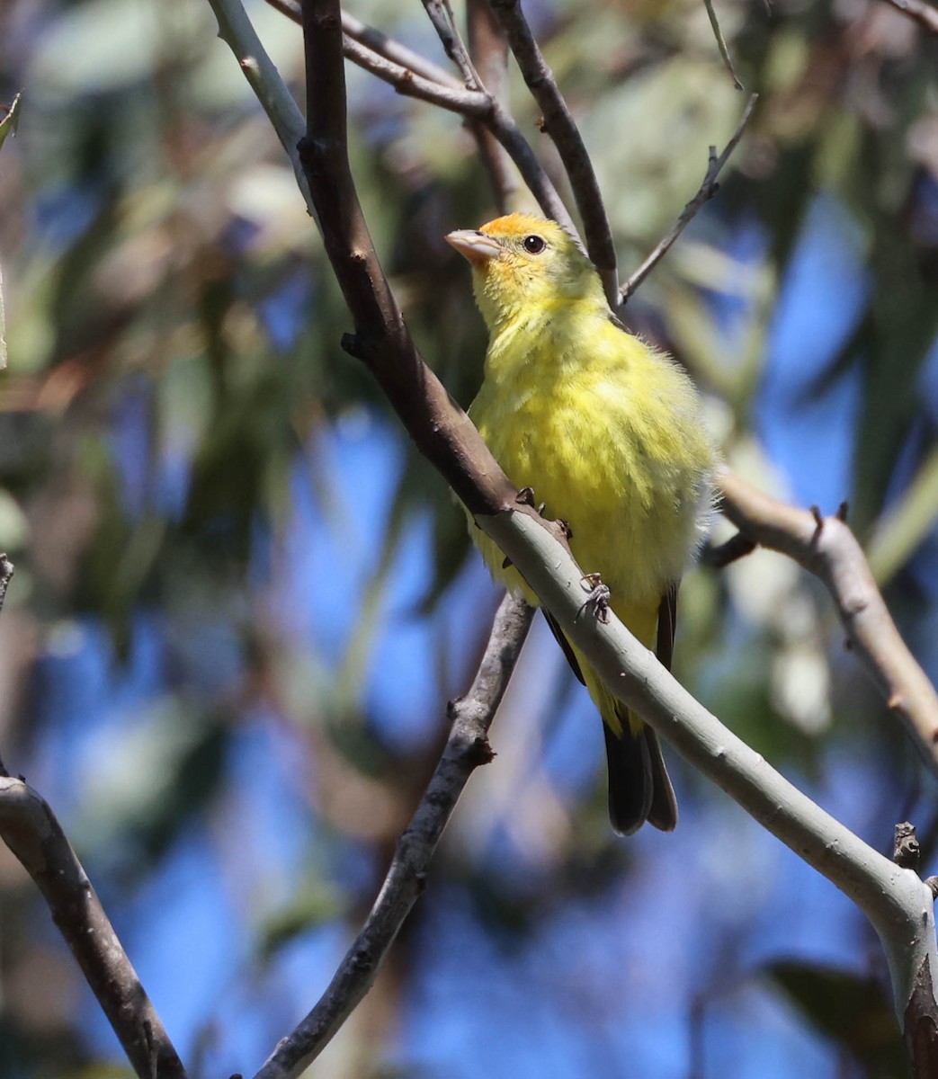 Western Tanager - ML618641101