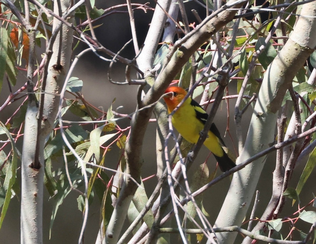 Western Tanager - ML618641120