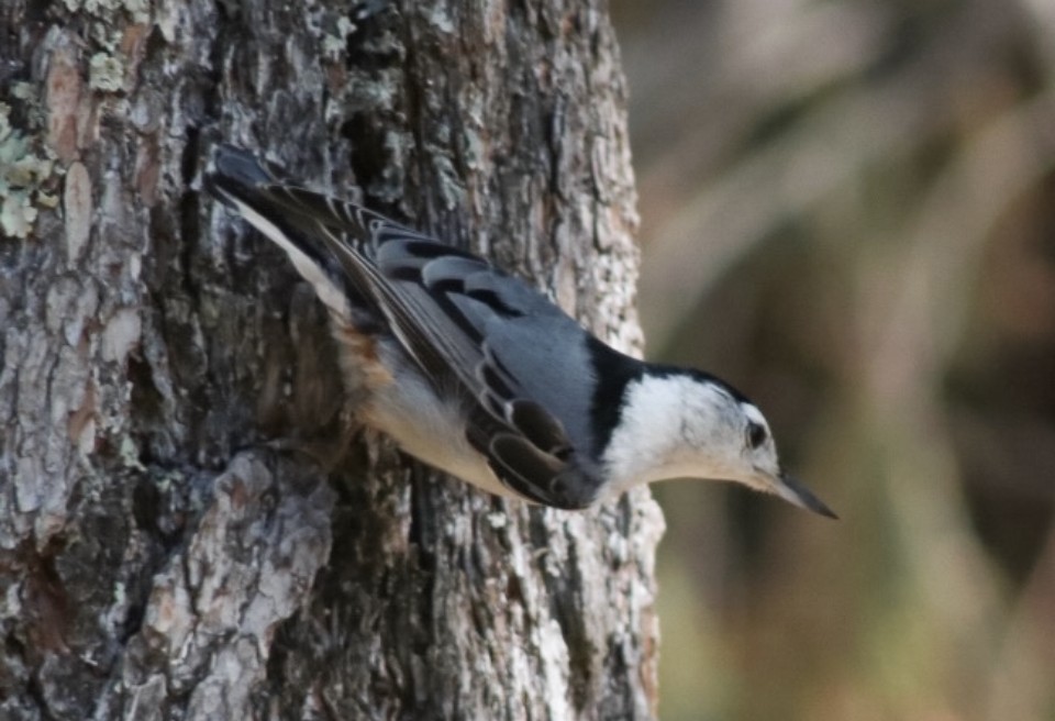 White-breasted Nuthatch - ML618641129