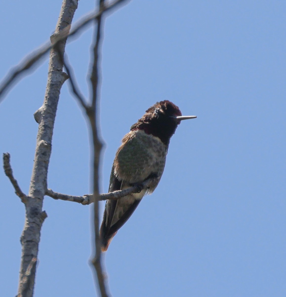 Anna's Hummingbird - ML618641130