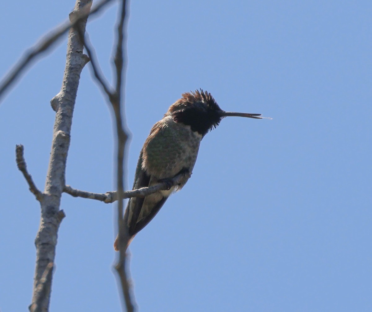 Anna's Hummingbird - ML618641132