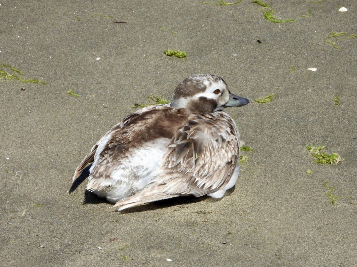 Long-tailed Duck - ML618641136