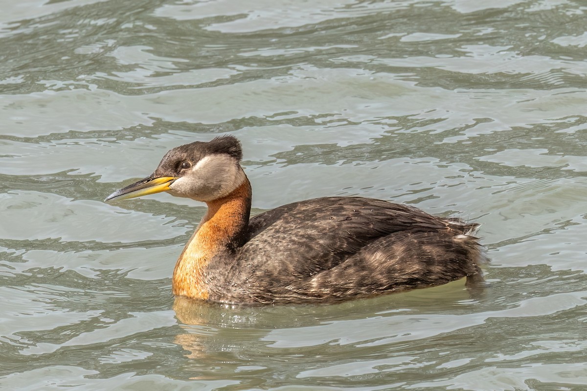 Red-necked Grebe - ML618641144