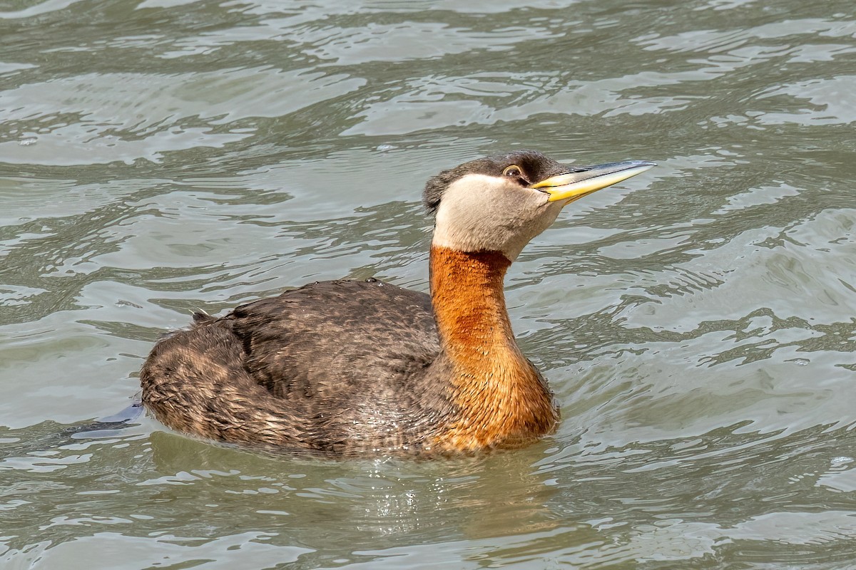Red-necked Grebe - ML618641152