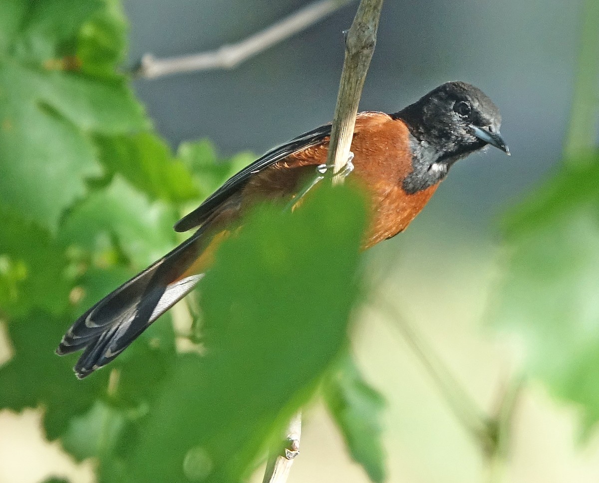 Orchard Oriole - ML618641158