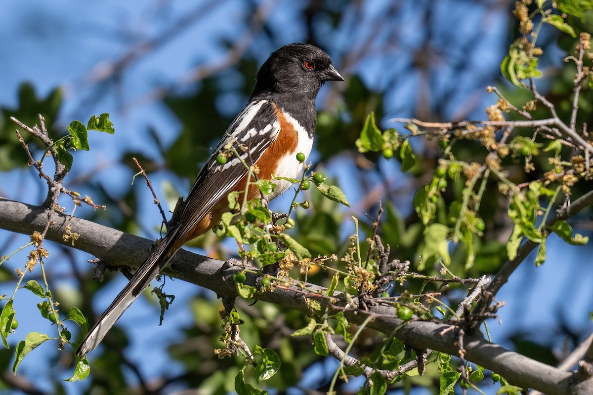 Spotted Towhee - ML618641164