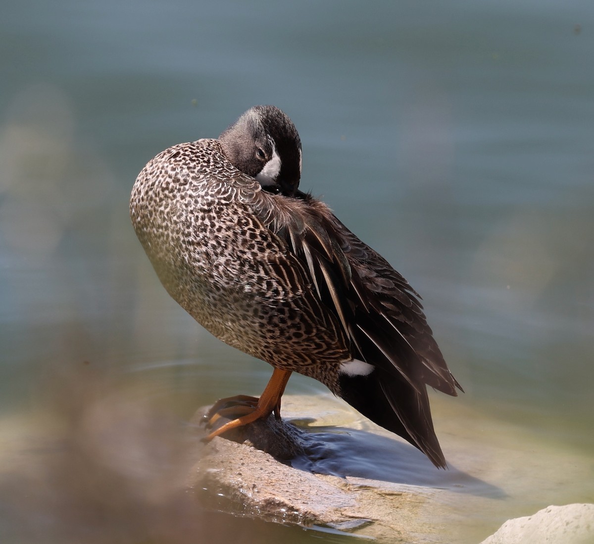 Blue-winged Teal - ML618641186