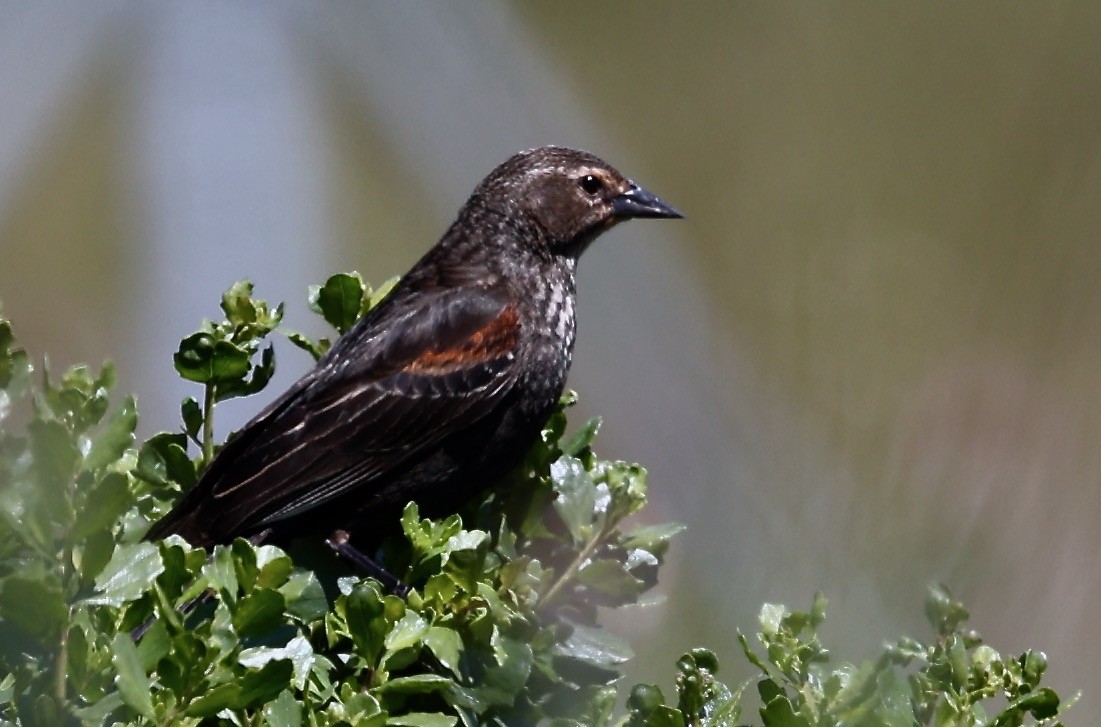 Red-winged Blackbird - ML618641248