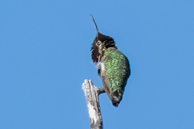 Anna's Hummingbird - ML618641312