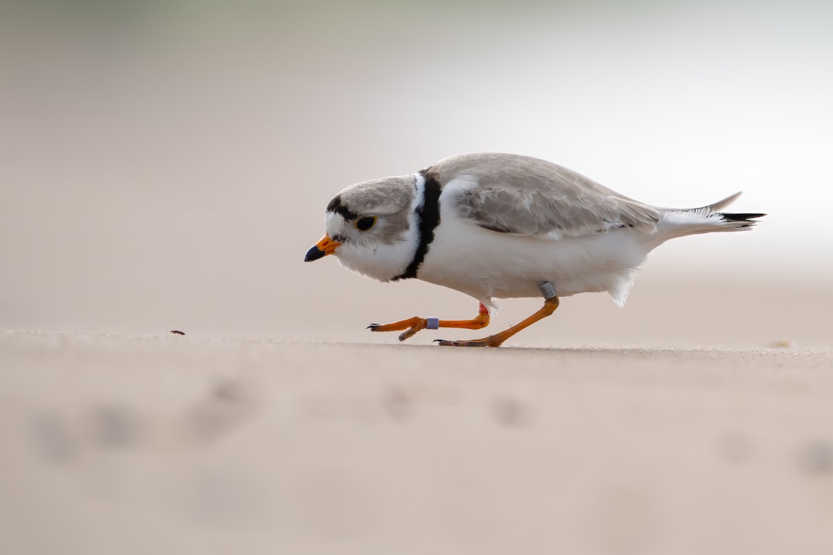 Piping Plover - ML618641318
