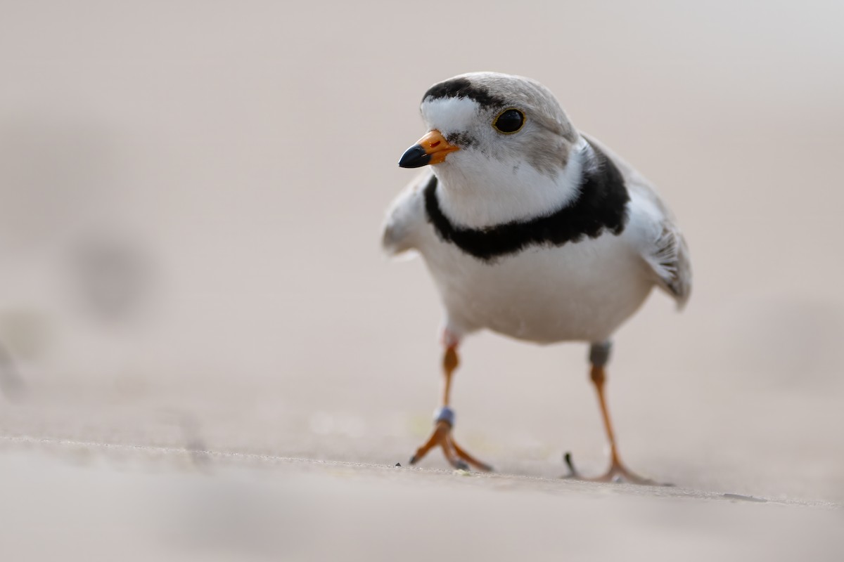Piping Plover - ML618641319