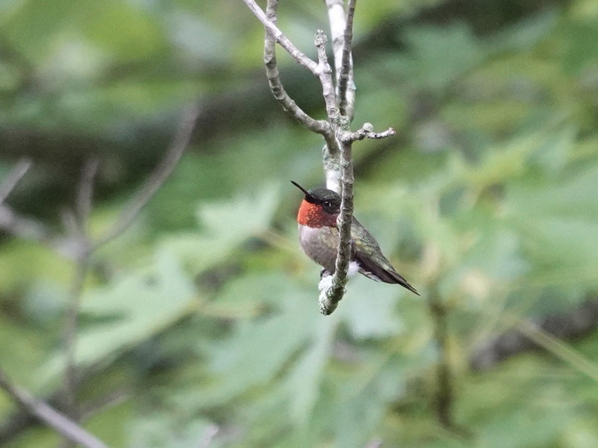 Ruby-throated Hummingbird - Lottie Bushmann
