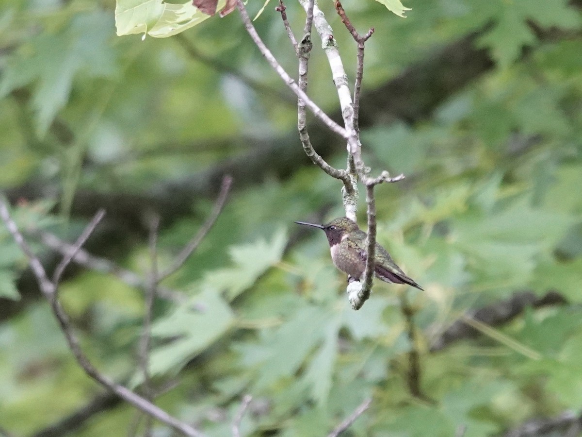 Ruby-throated Hummingbird - ML618641360