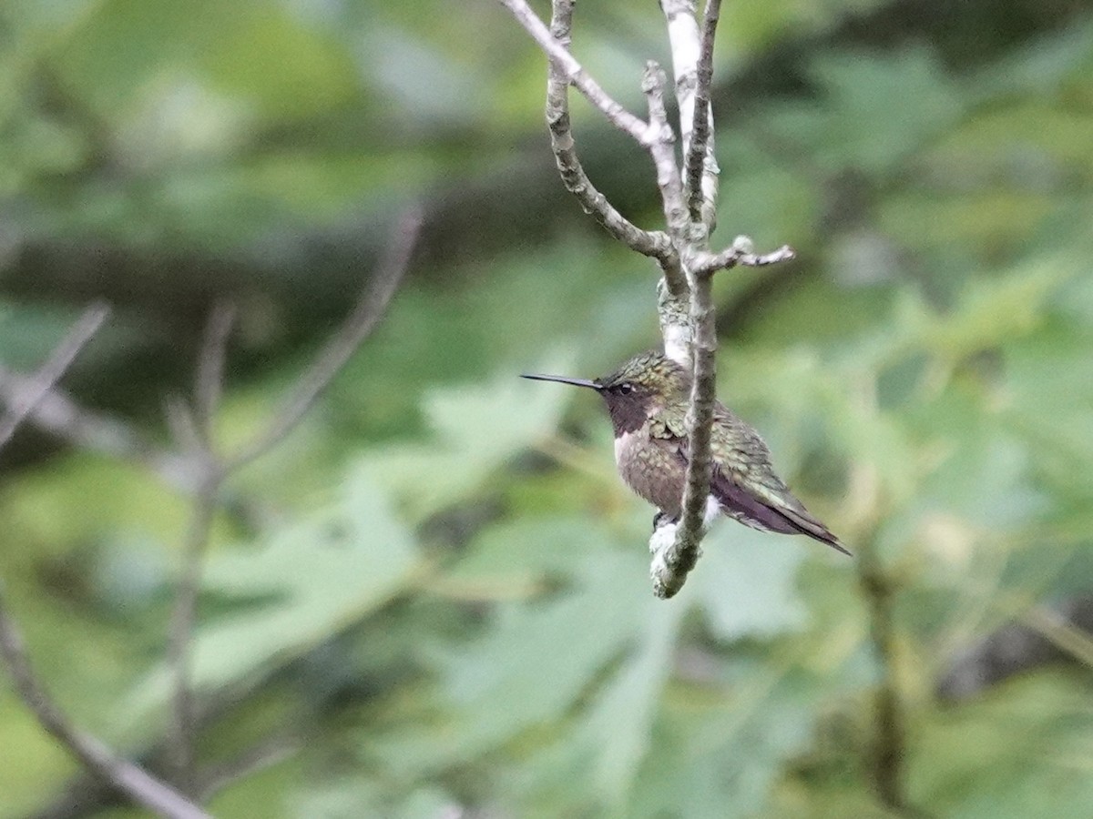 Ruby-throated Hummingbird - ML618641361