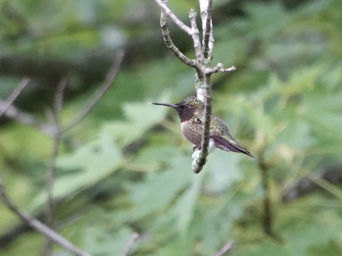 Ruby-throated Hummingbird - ML618641362