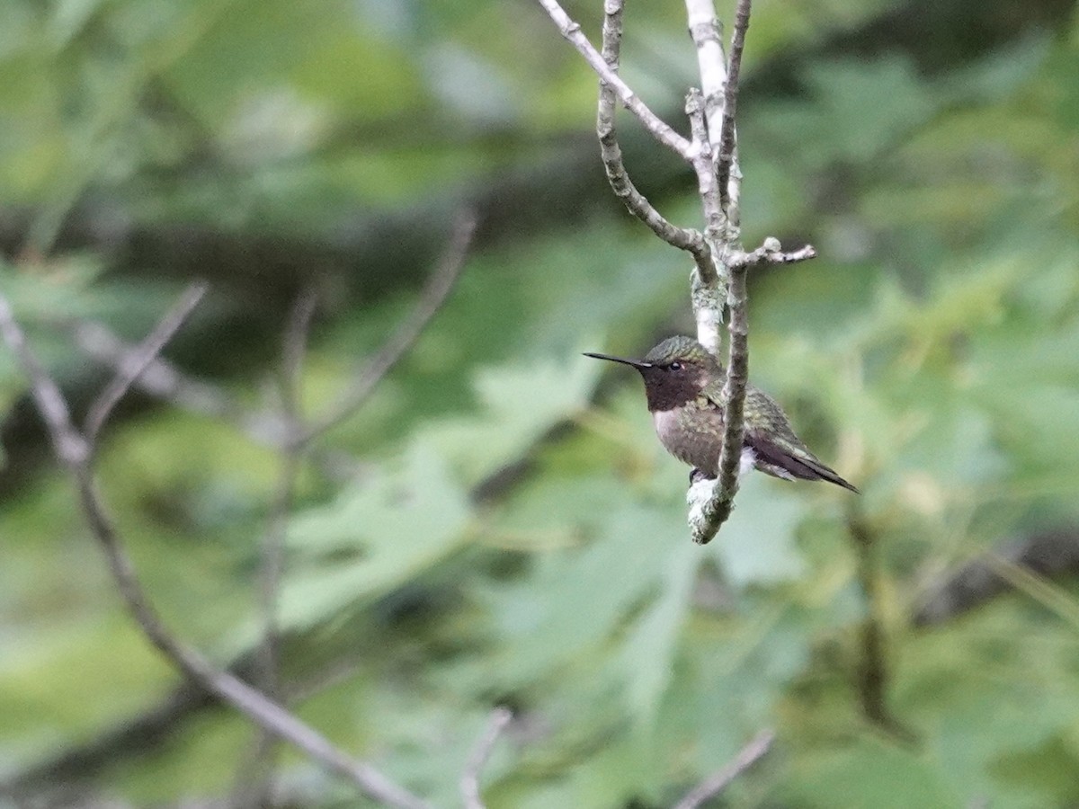 Ruby-throated Hummingbird - ML618641363