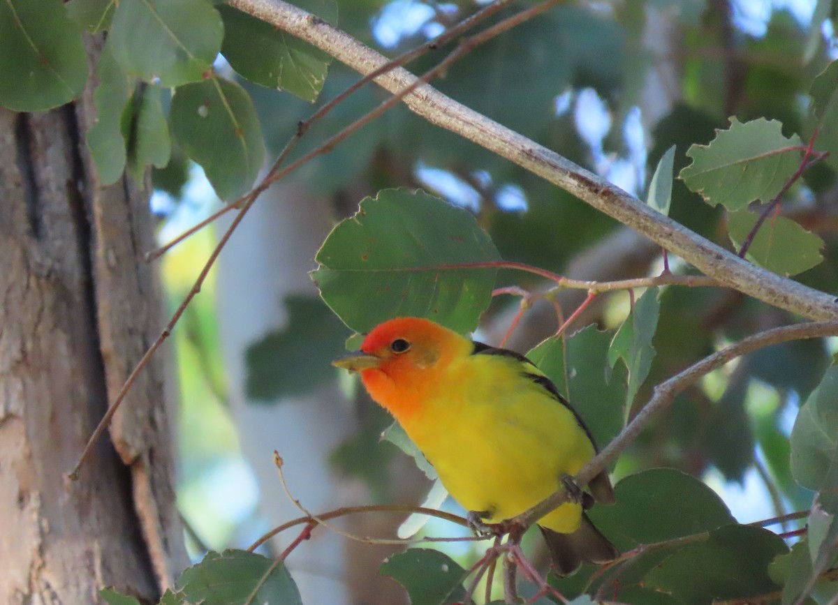 Western Tanager - ML618641369