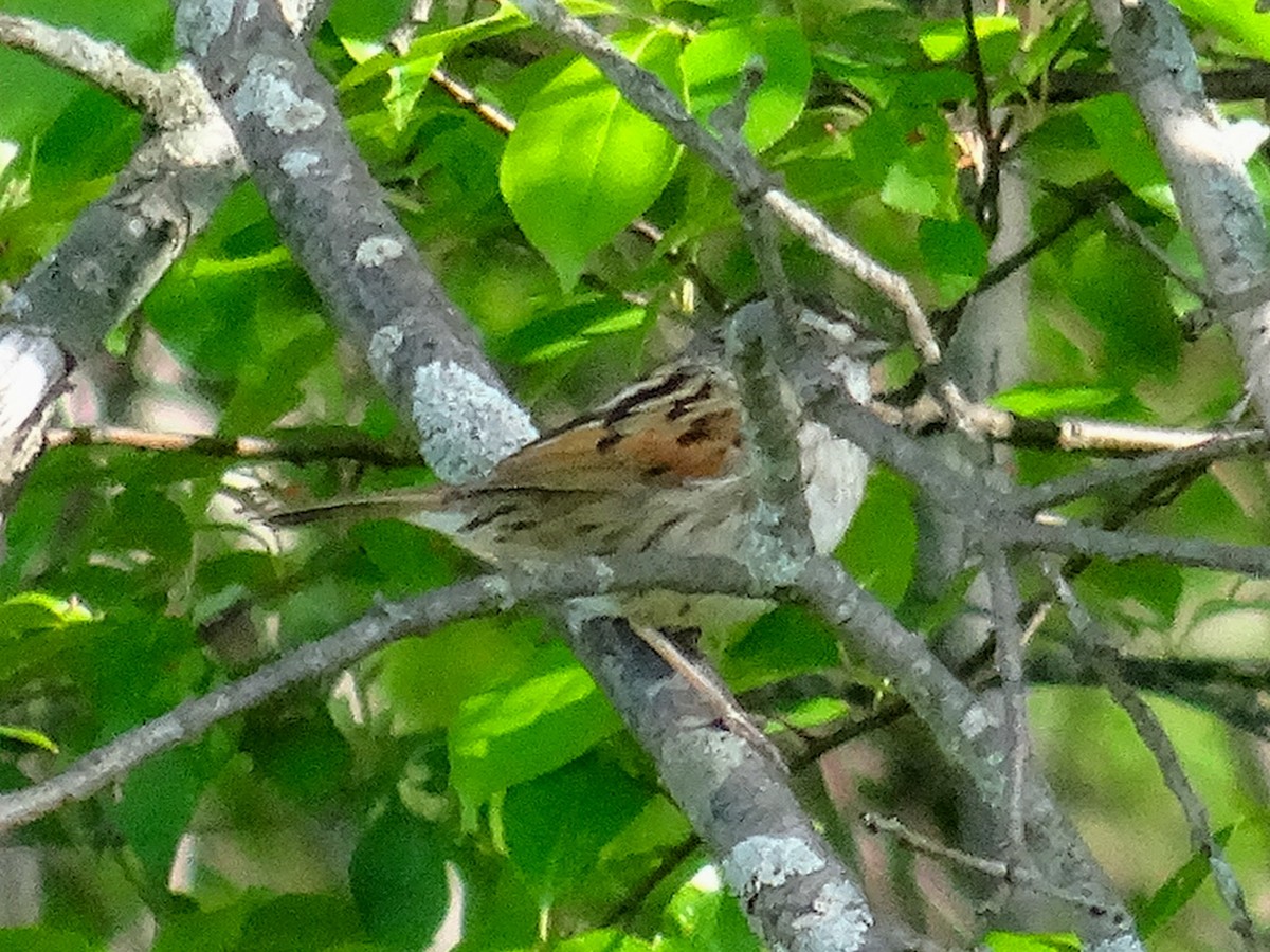 Swamp Sparrow - ML618641394