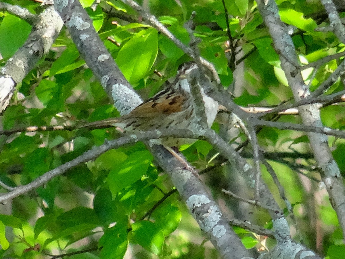 Swamp Sparrow - ML618641395