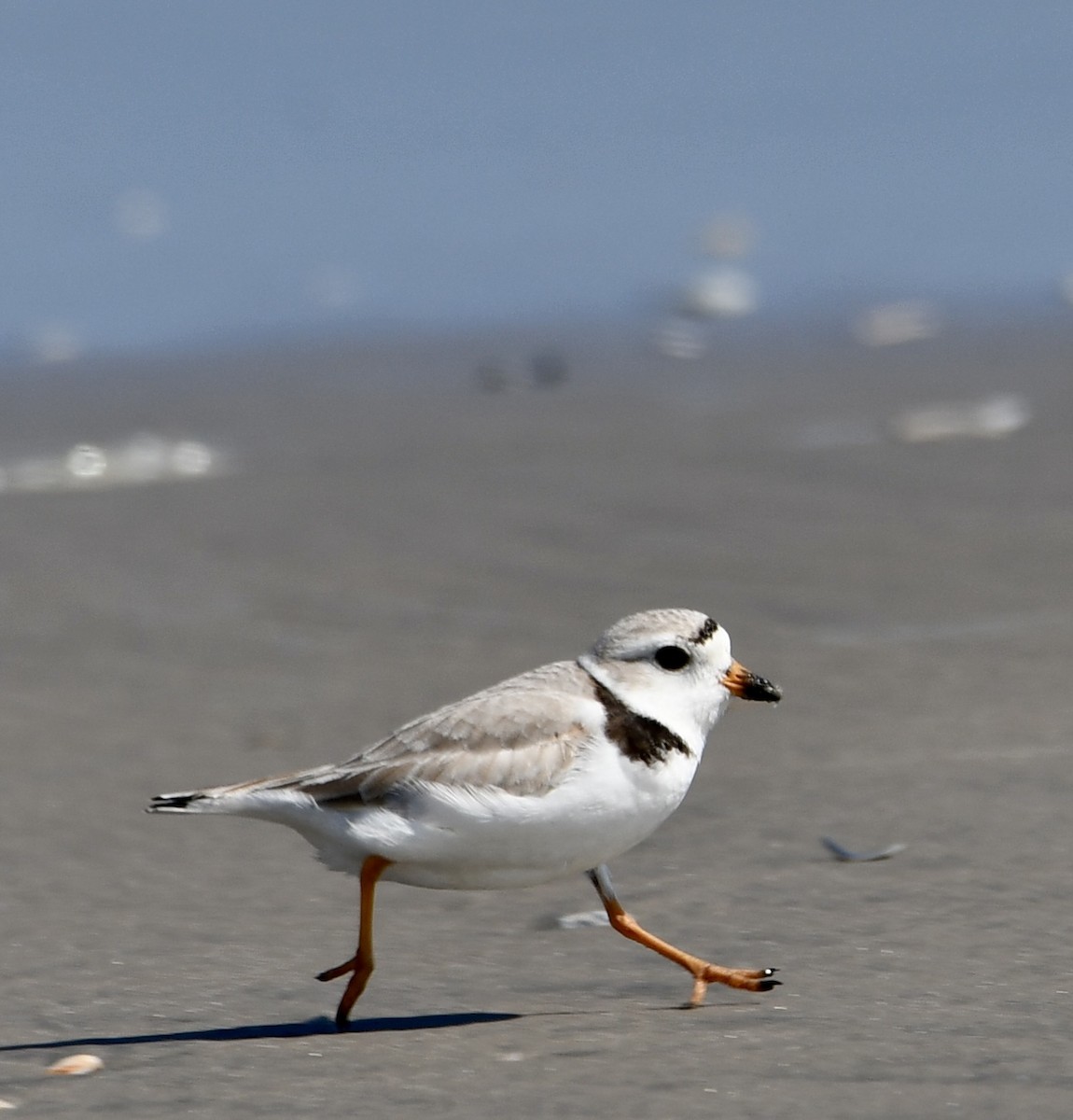 Piping Plover - ML618641449
