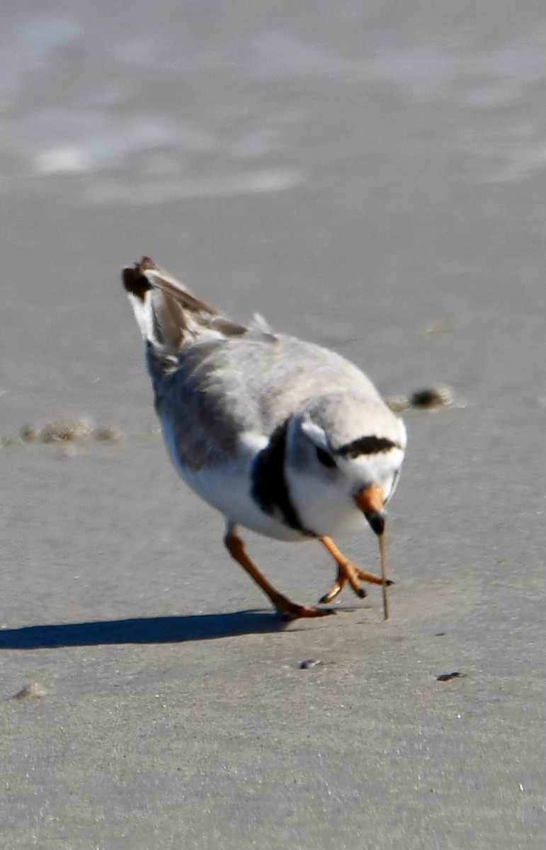 Piping Plover - ML618641450