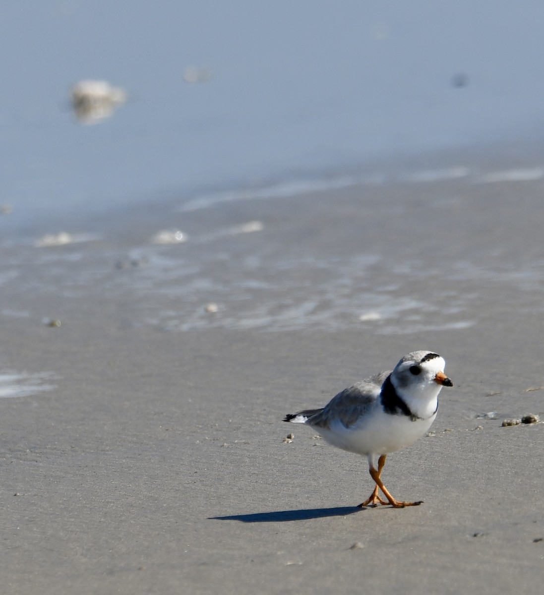 Piping Plover - ML618641451