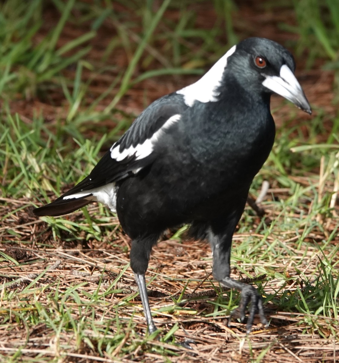 Australian Magpie (Black-backed) - ML618641484