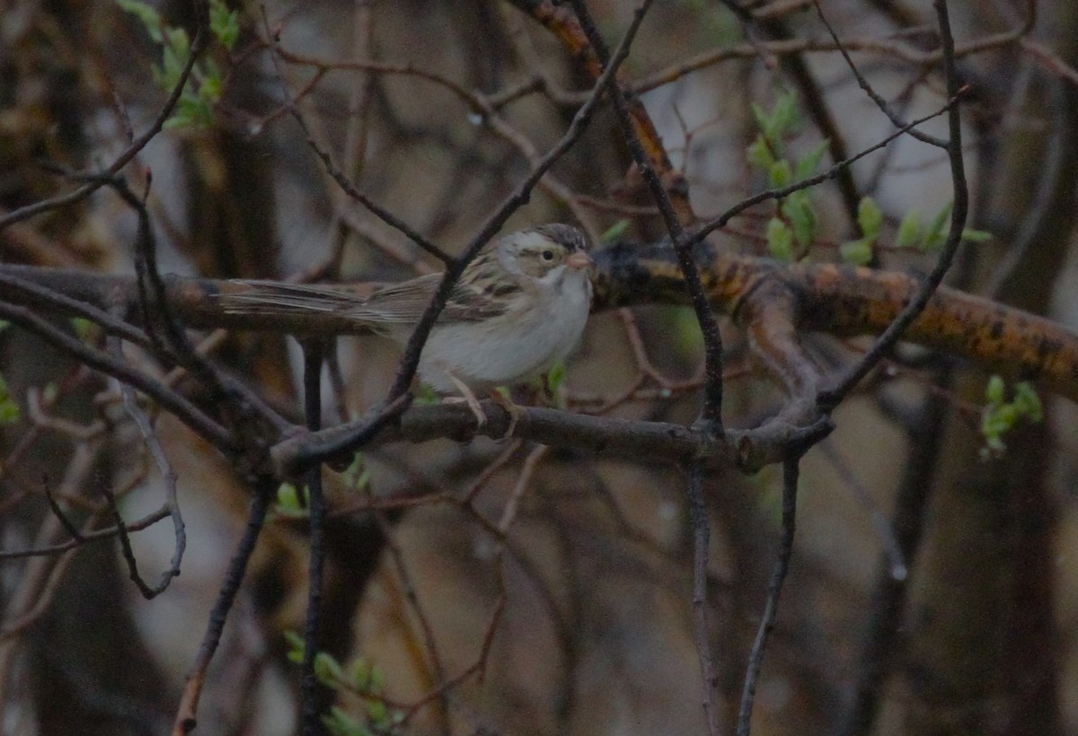 Clay-colored Sparrow - ML618641491