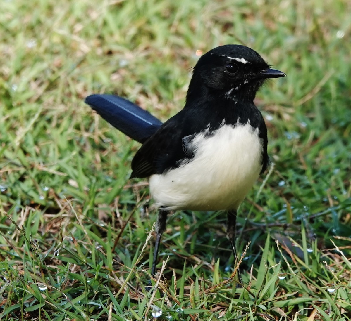 Willie-wagtail - ML618641495