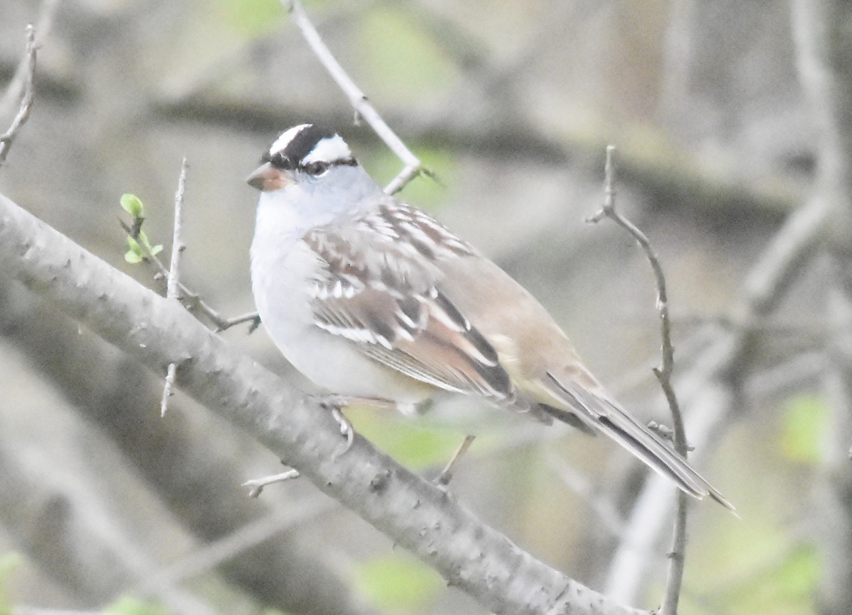 White-crowned Sparrow - ML618641524