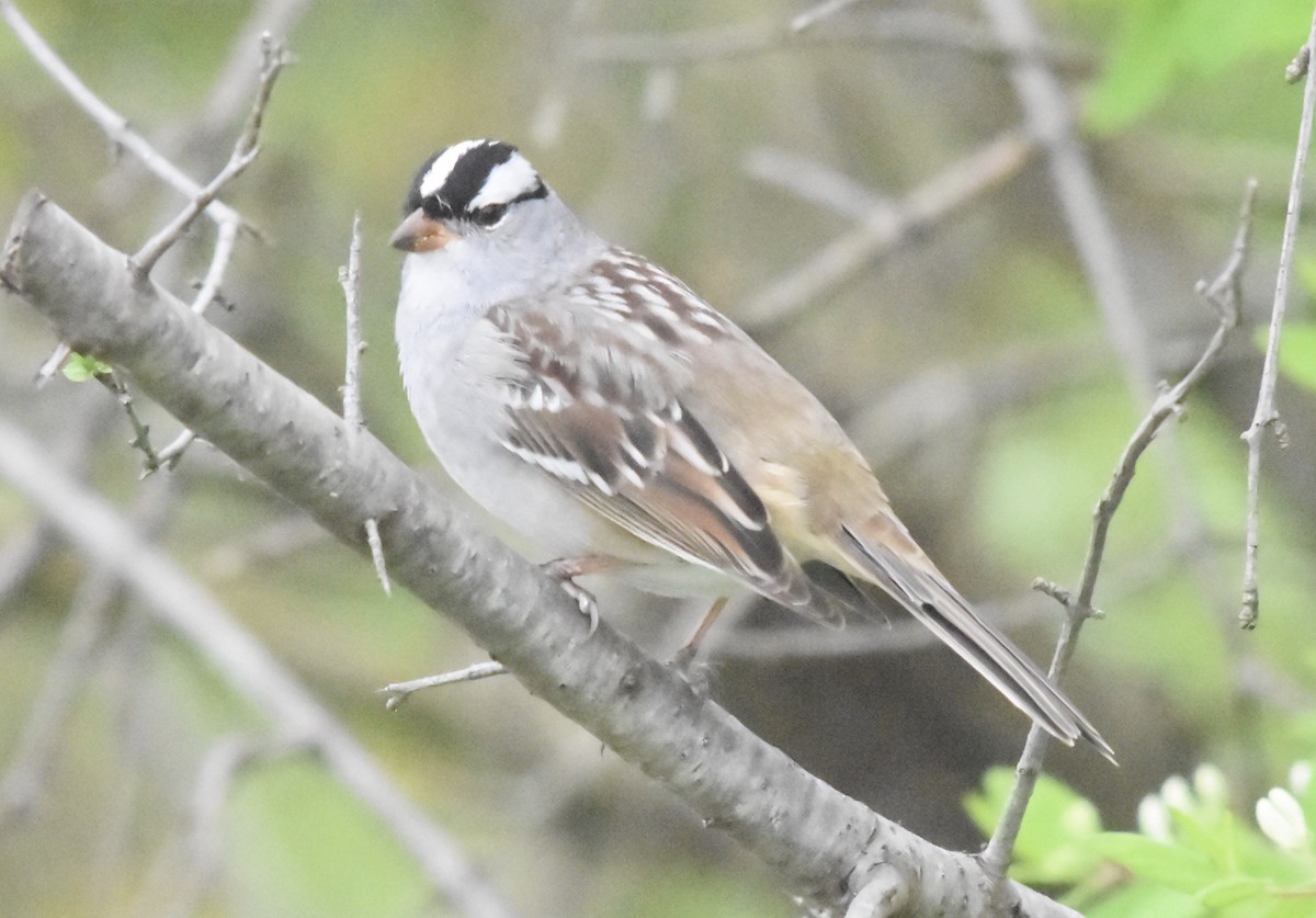 White-crowned Sparrow - ML618641525