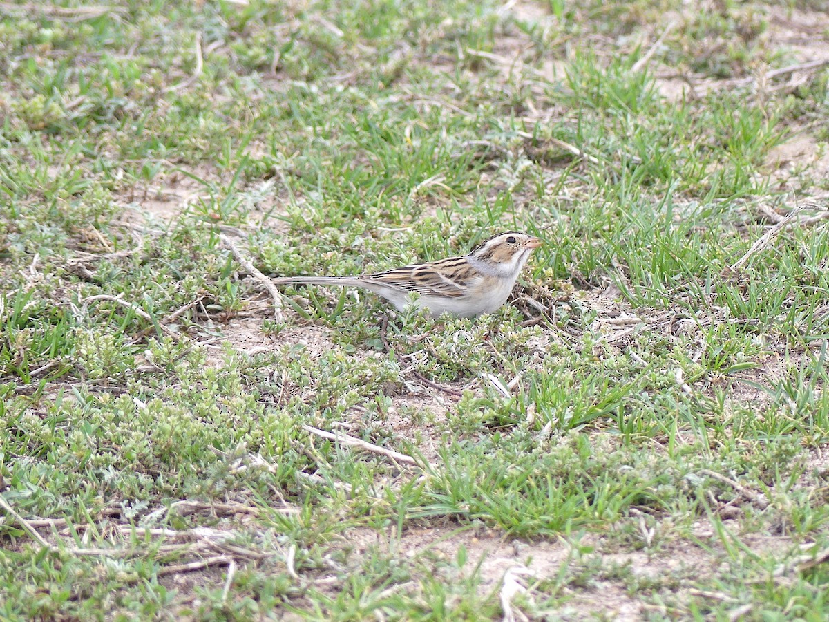 Clay-colored Sparrow - ML618641540