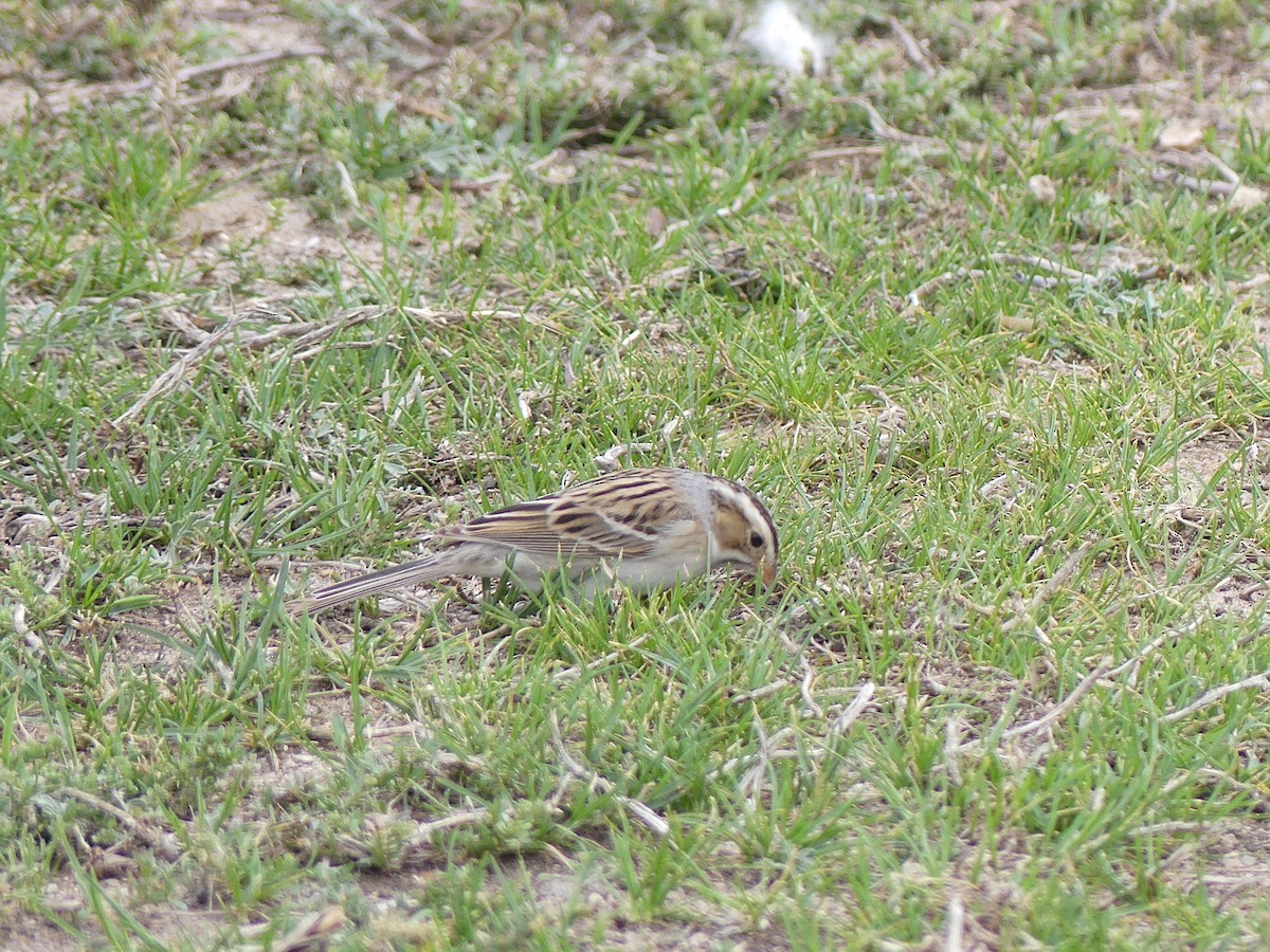 Clay-colored Sparrow - ML618641543