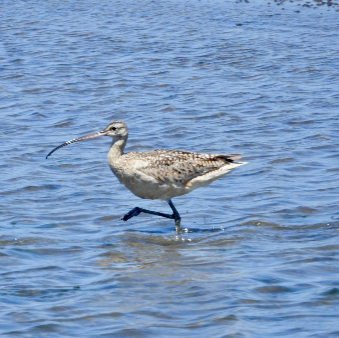 Long-billed Curlew - ML618641549