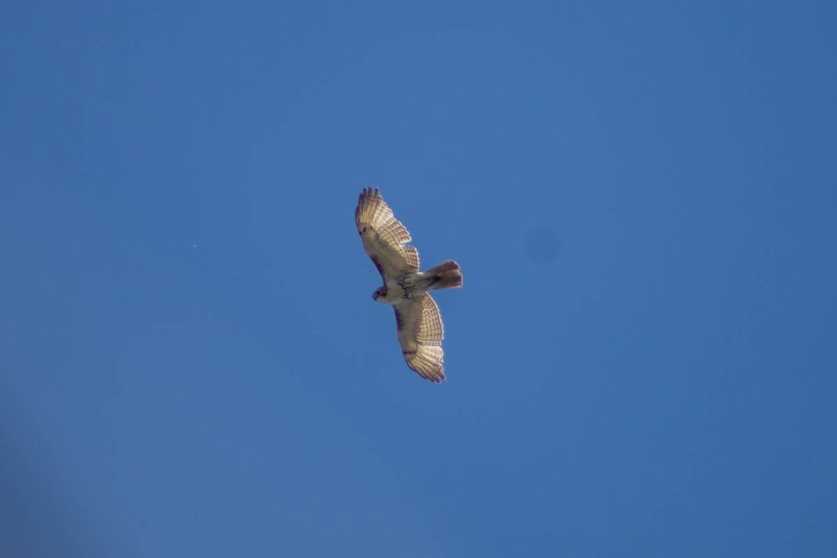 Red-tailed Hawk - ML618641552