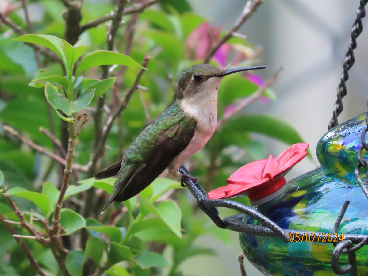 Ruby-throated Hummingbird - ML618641557