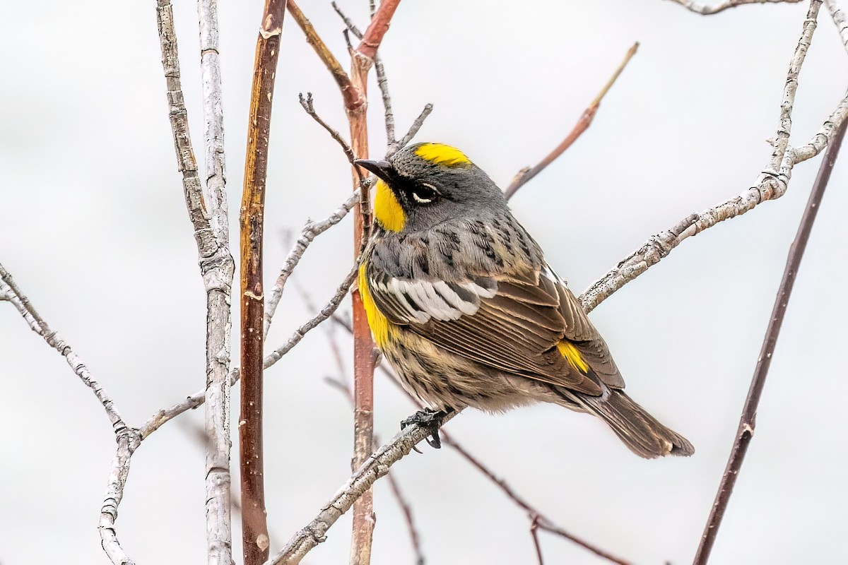 Yellow-rumped Warbler (Audubon's) - Alan Knowles