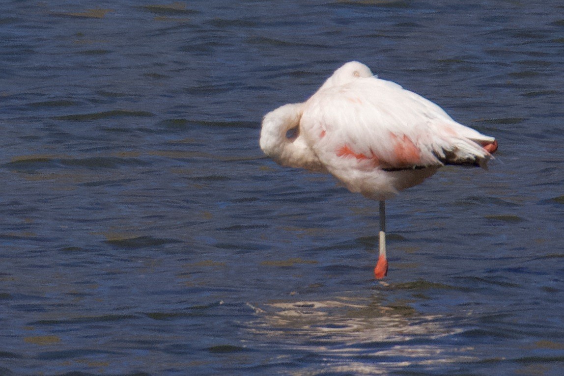 Chilean Flamingo - ML618641663