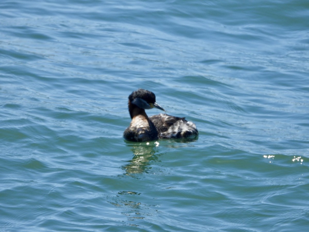 Red-necked Grebe - ML618641687