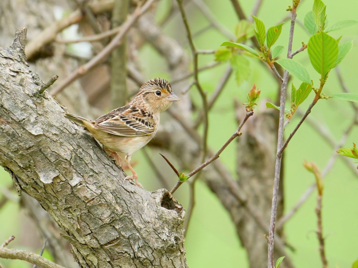 Grasshopper Sparrow - ML618641722