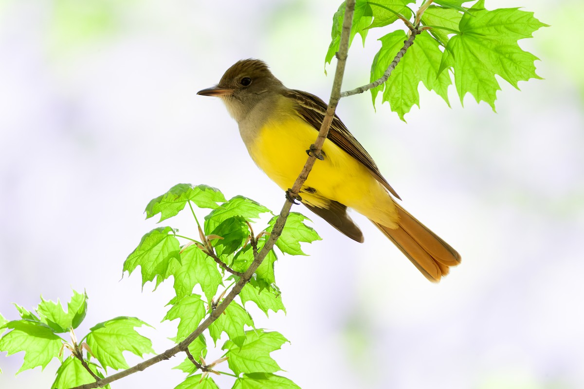 Great Crested Flycatcher - ML618641746