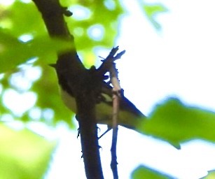 Black-throated Blue Warbler - ML618641772
