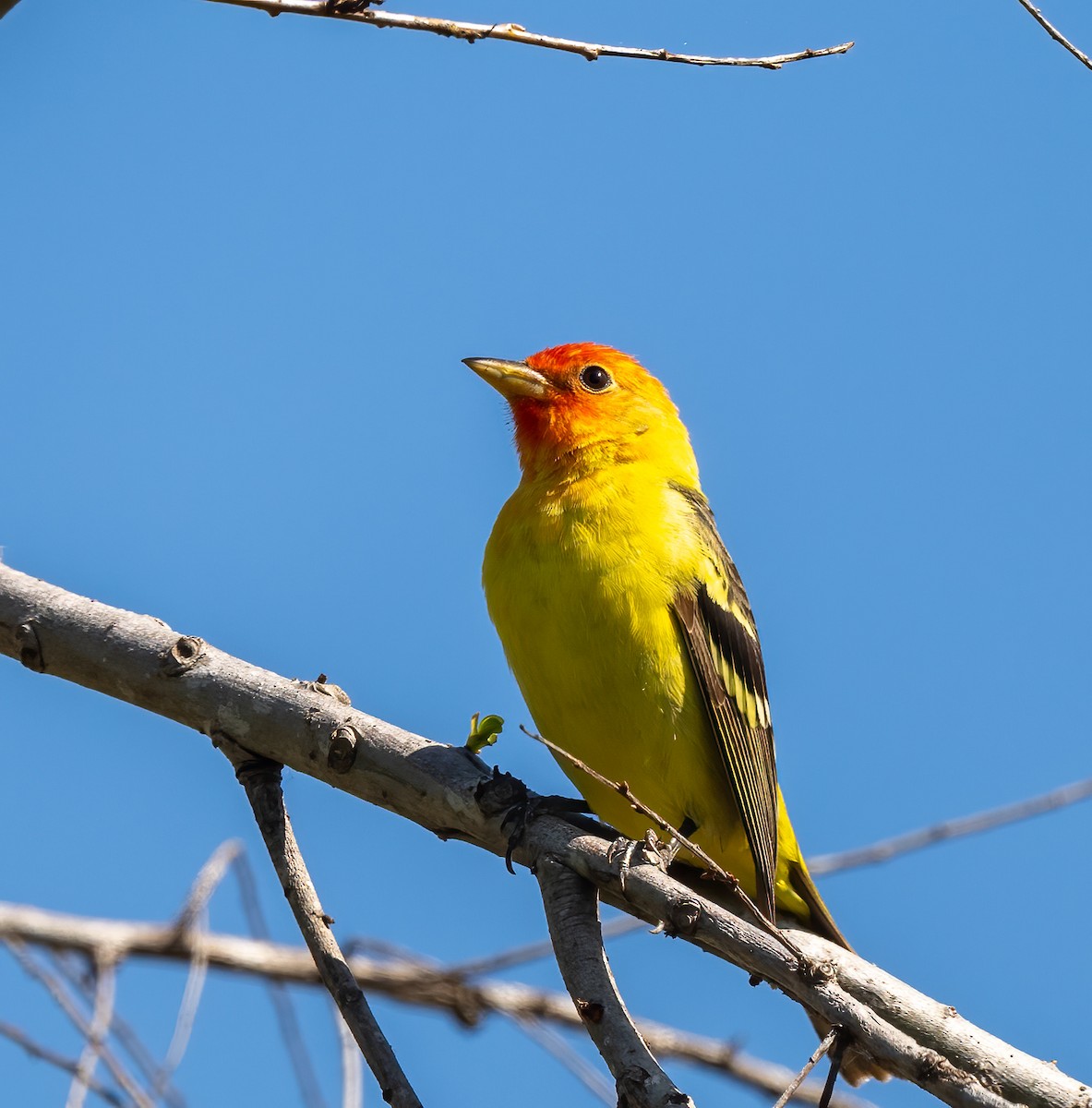 Western Tanager - ML618641852