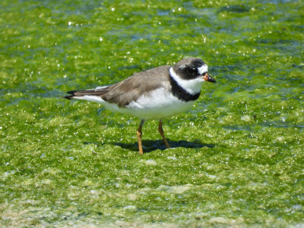 Semipalmated Plover - ML618641854