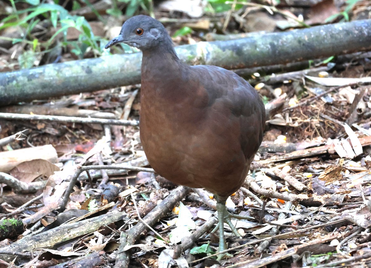 Tinamou brun - ML618641874