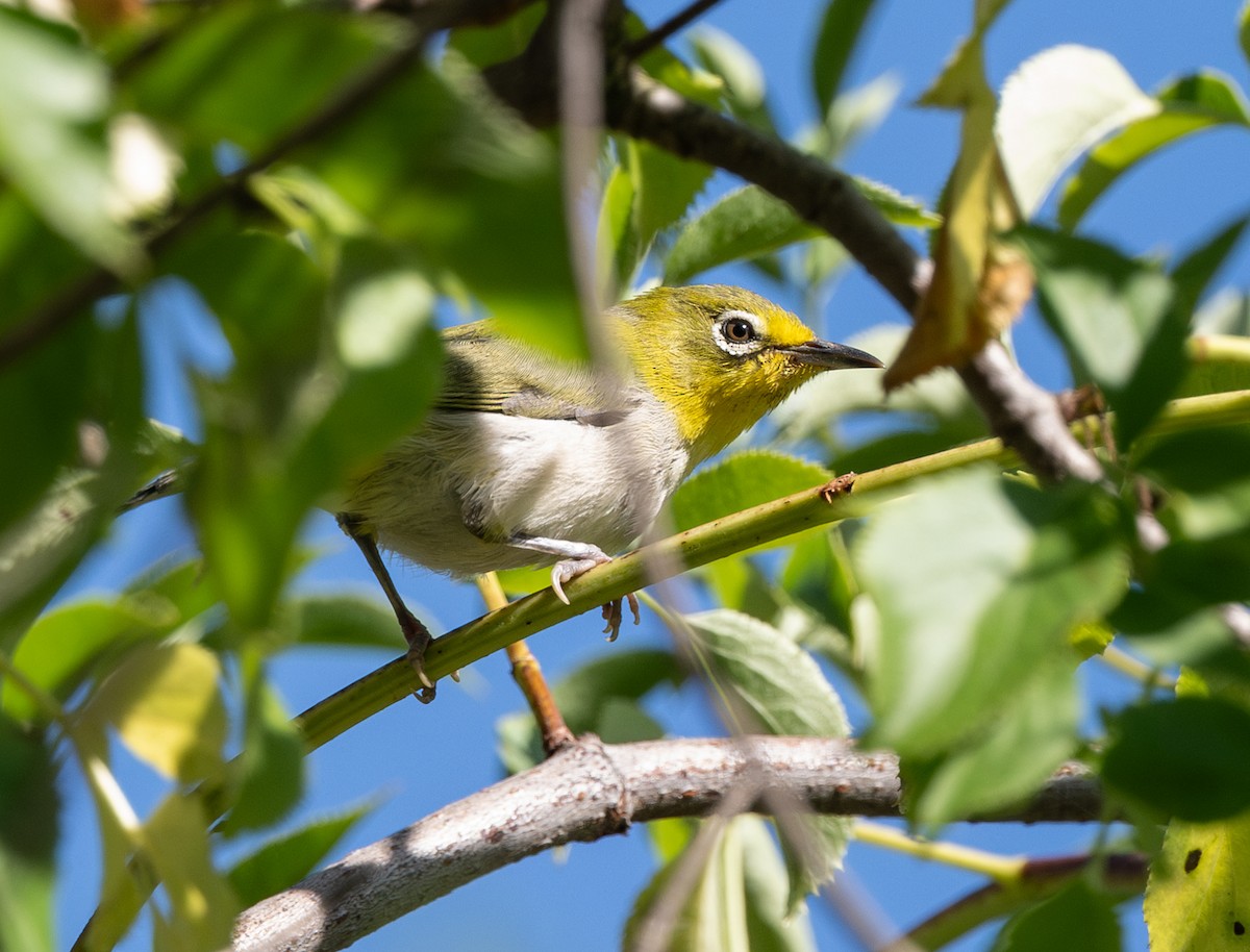 Swinhoe's White-eye - Zosterops simplex - Media Search - Macaulay ...