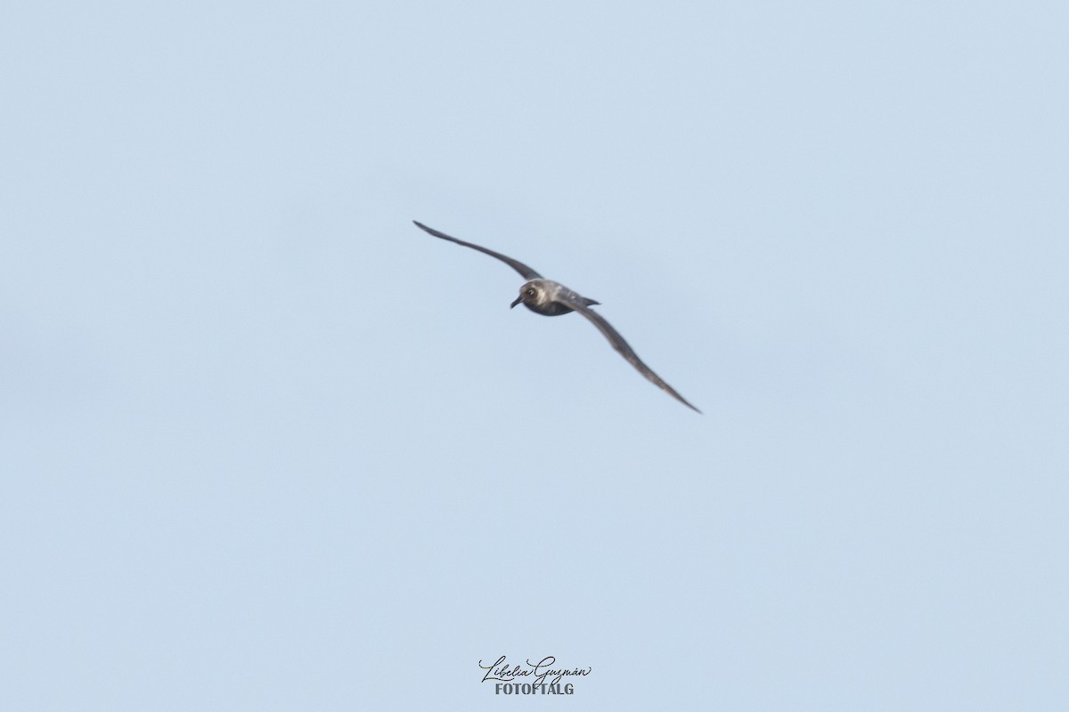 albatros světlehřbetý - ML618641885