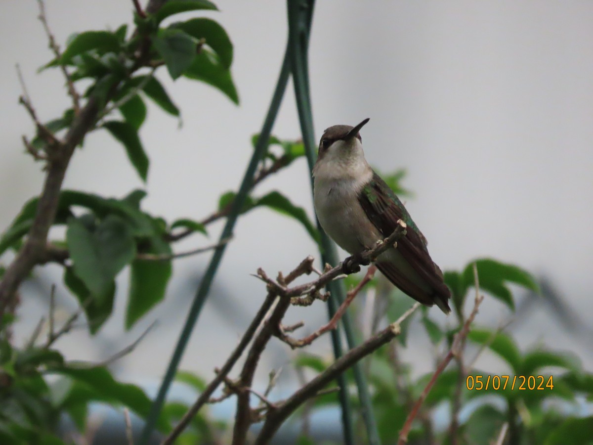 Ruby-throated Hummingbird - ML618641893