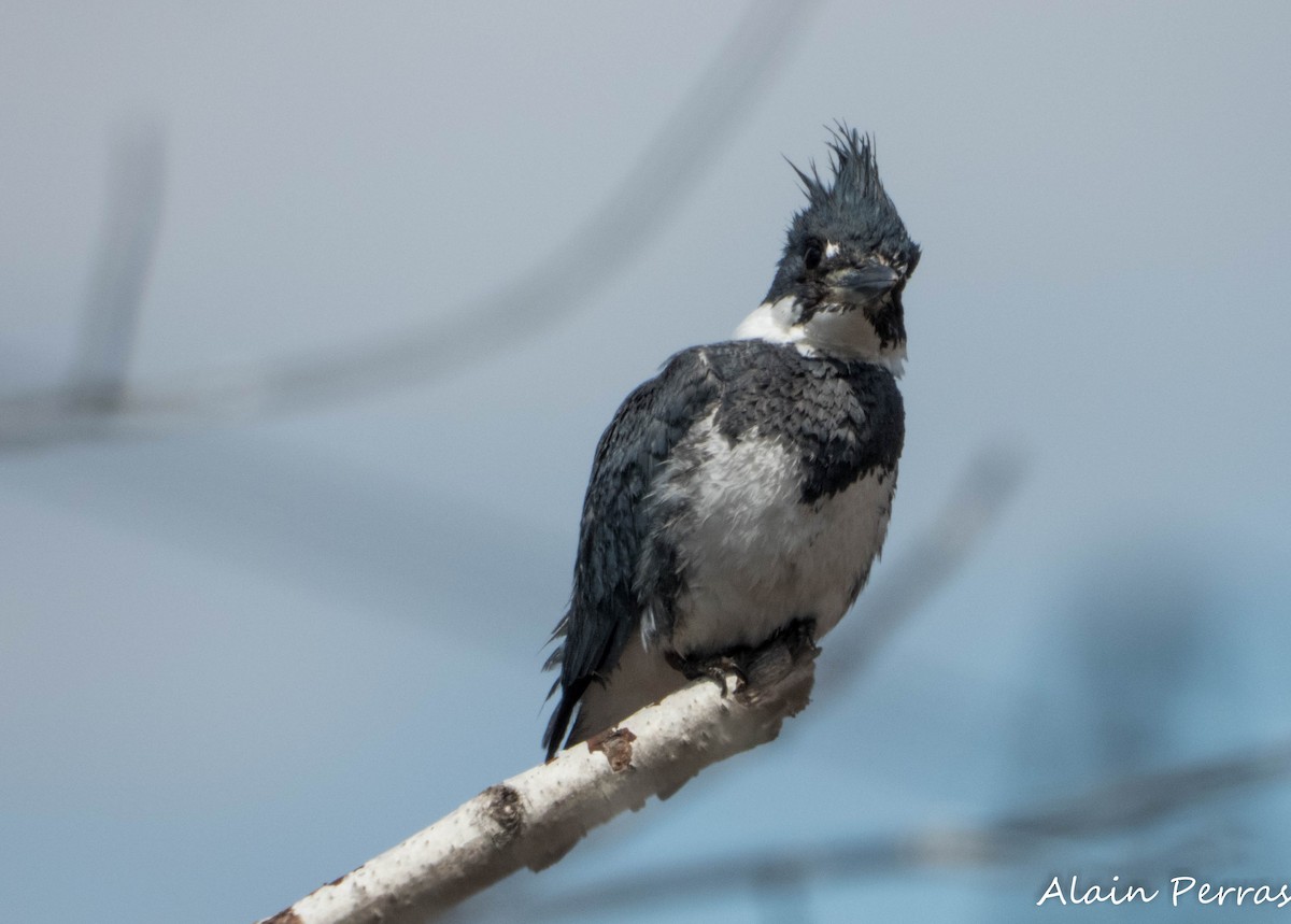 Belted Kingfisher - ML618641906