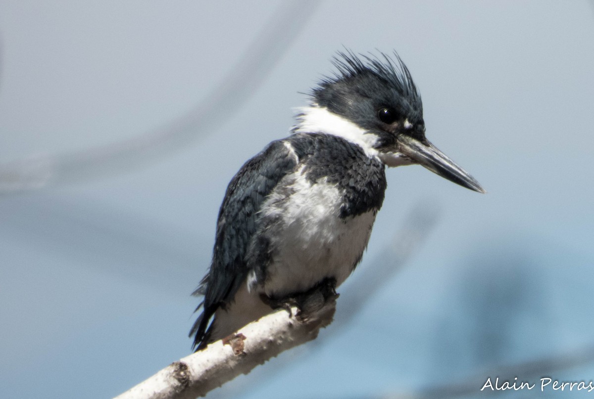 Belted Kingfisher - ML618641907